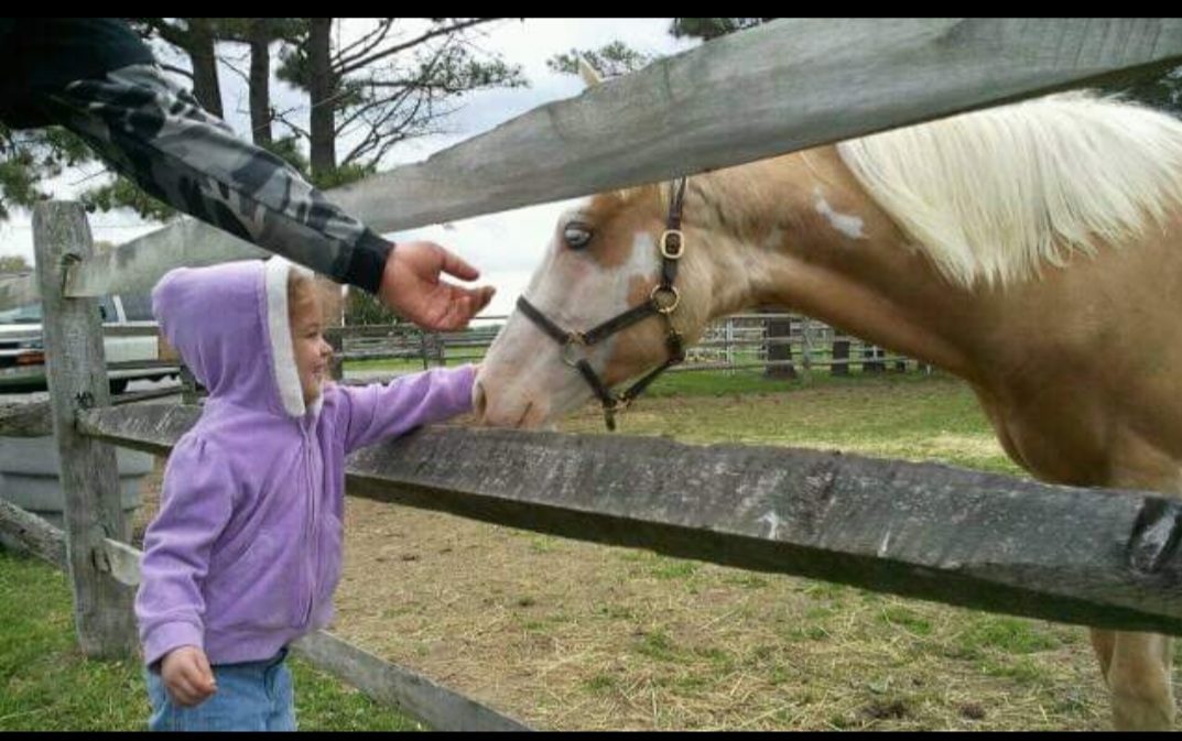 Bella feeding a horse